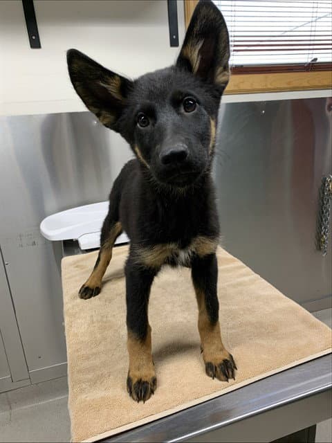 Bunyip - German Shepherd Dog