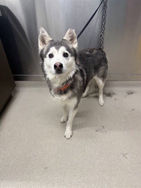 Killy - Siberian Husky