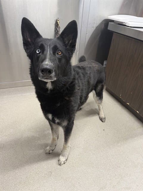 Major - German Shepherd Dog