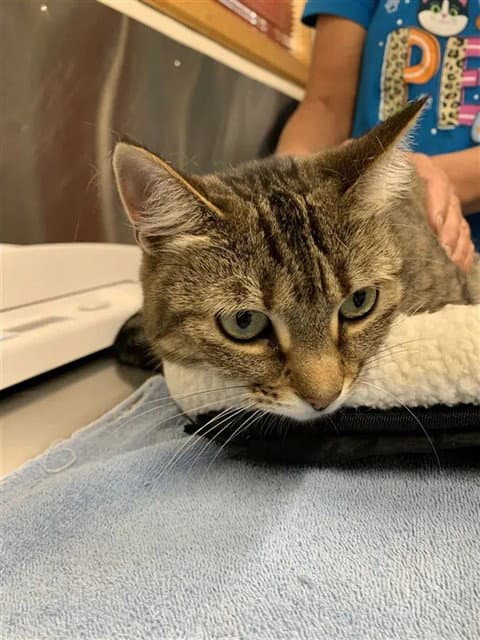 Olive - Domestic Short Hair