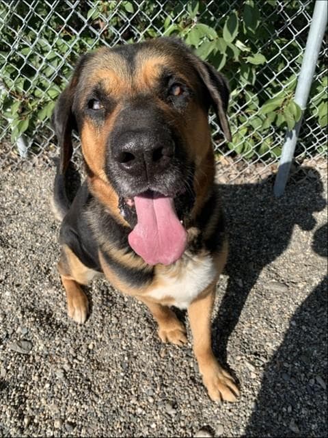 Pumba - Bloodhound