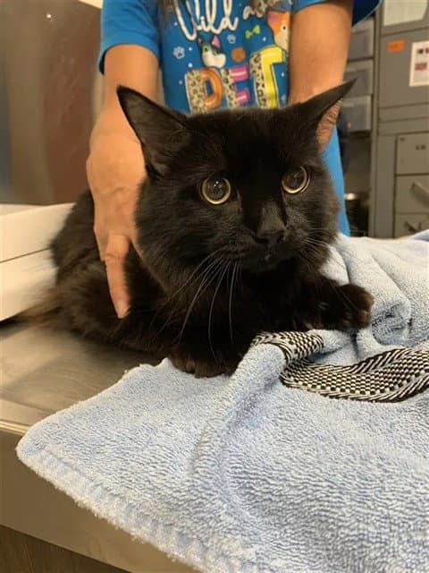 Marley - Domestic Long Hair