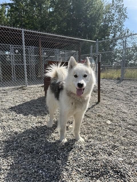 Lilly - Husky