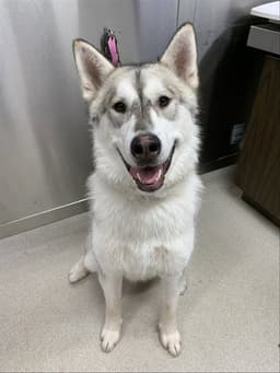 Kobuk image 1