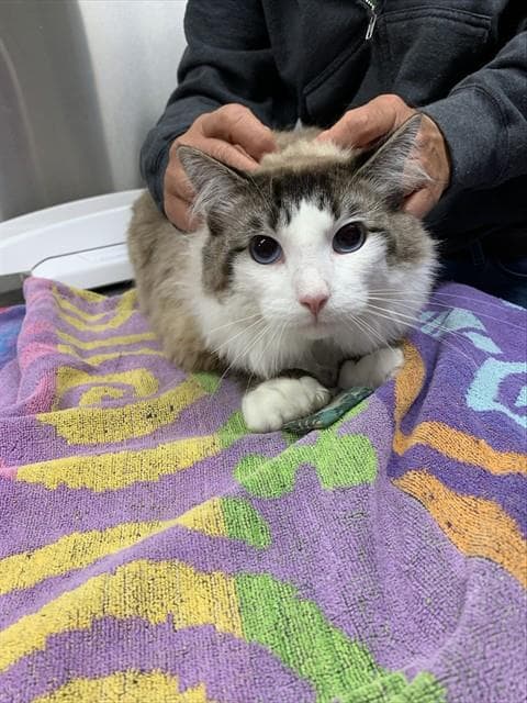 Atlas - Domestic Medium Hair