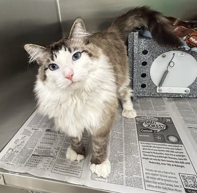 Atlas - Domestic Medium Hair