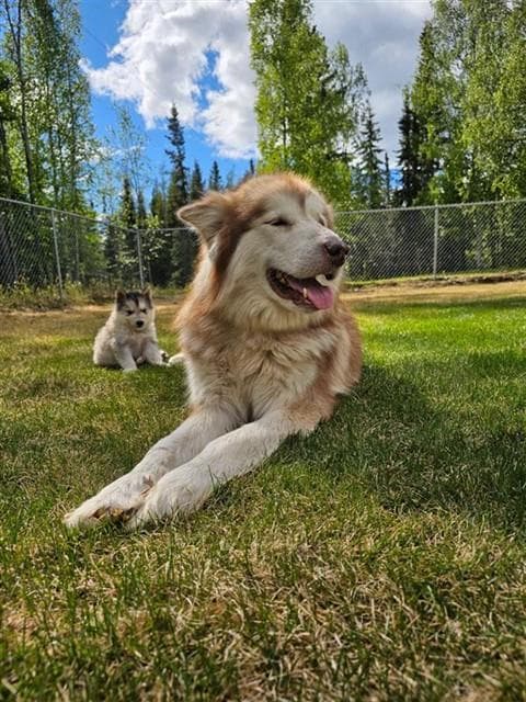 Lola Bean - Alaskan Malamute