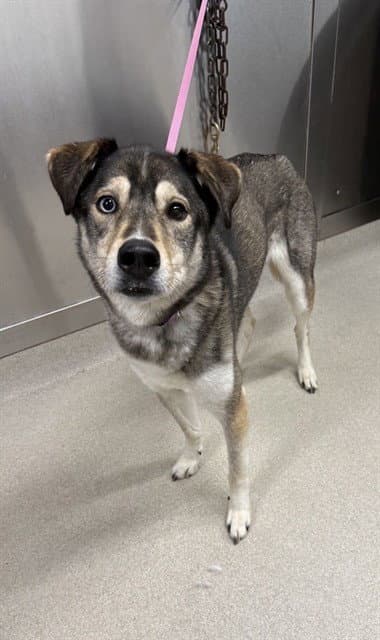Leia - Husky