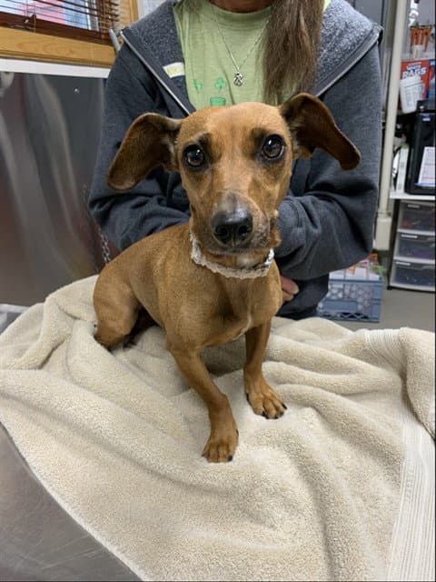 Lyla - Dachshund