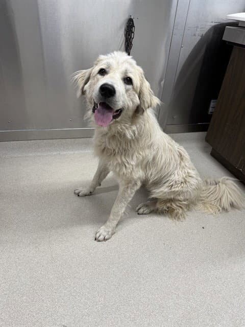 Daisy - Great Pyrenees
