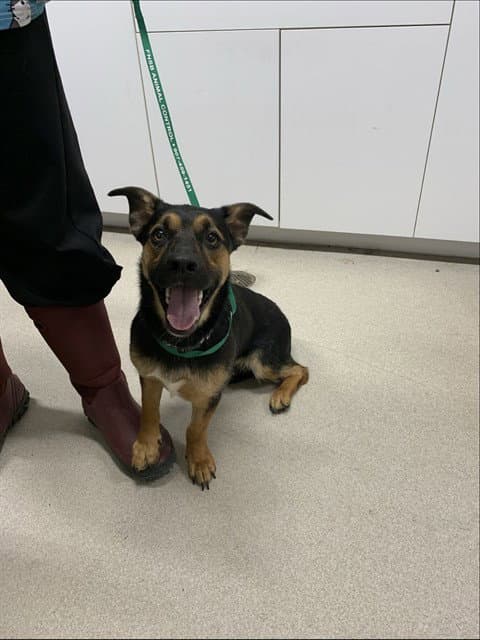 Baby - German Shepherd Dog