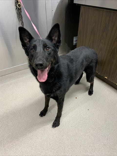 Lily - German Shepherd Dog
