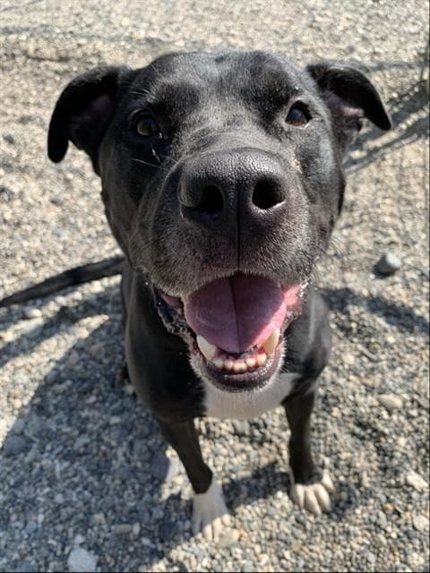 Cazz - American Staffordshire Terrier