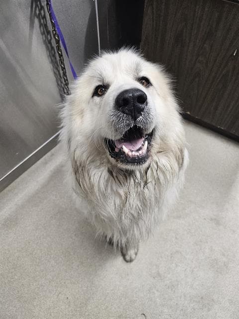 Goose - Great Pyrenees