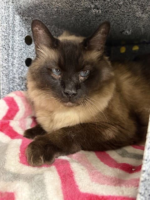 Bear - Domestic Medium Hair