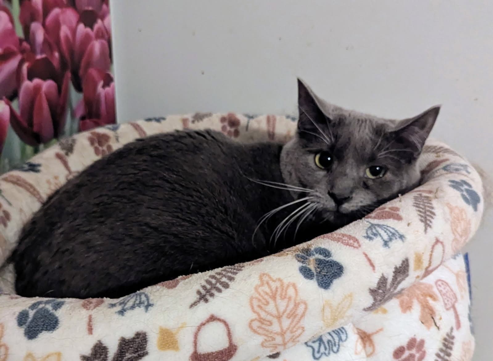 Pecan Latte - Domestic Short Hair