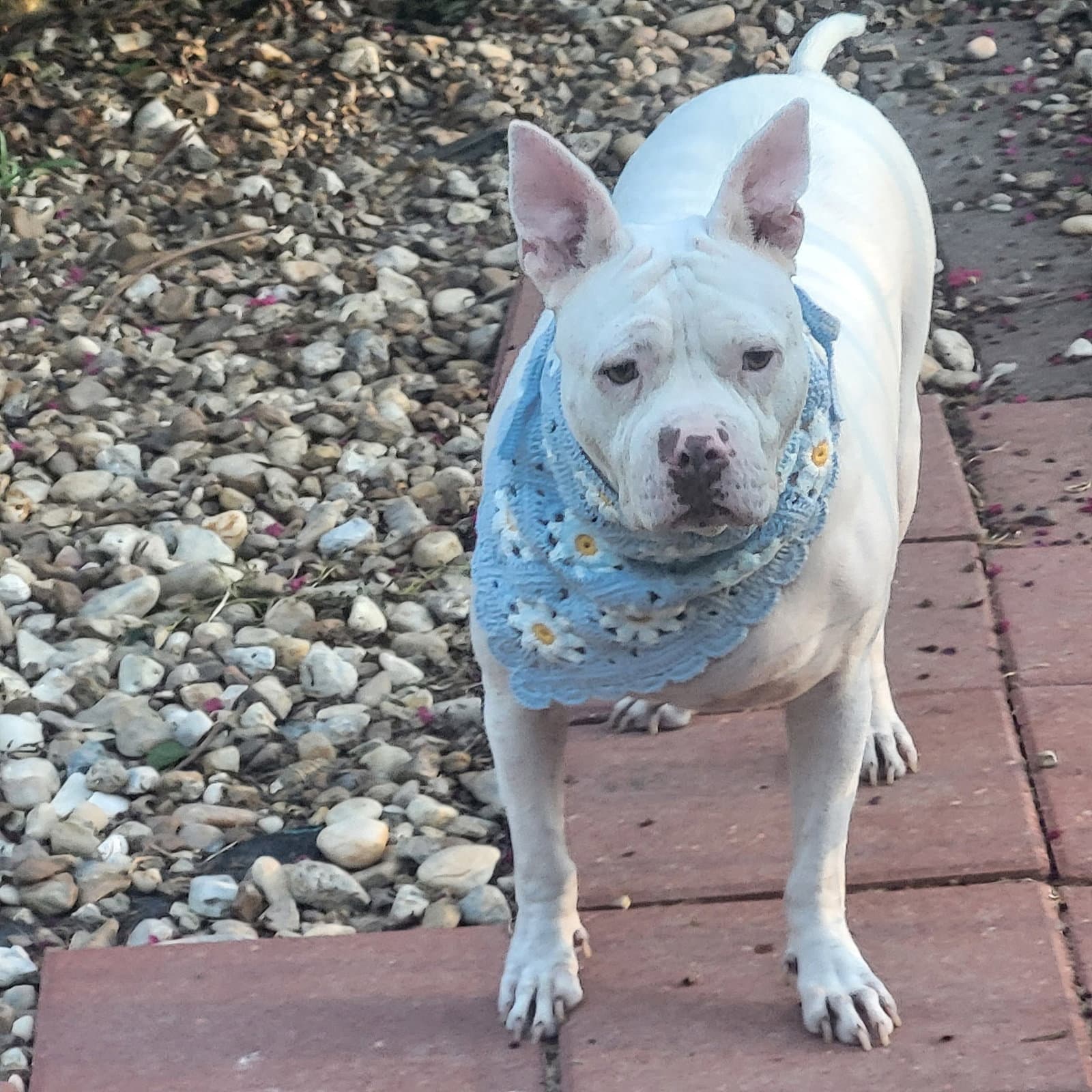 Hannah - A Sweet Special Girl Looking For A Home - Pit Bull Terrier
