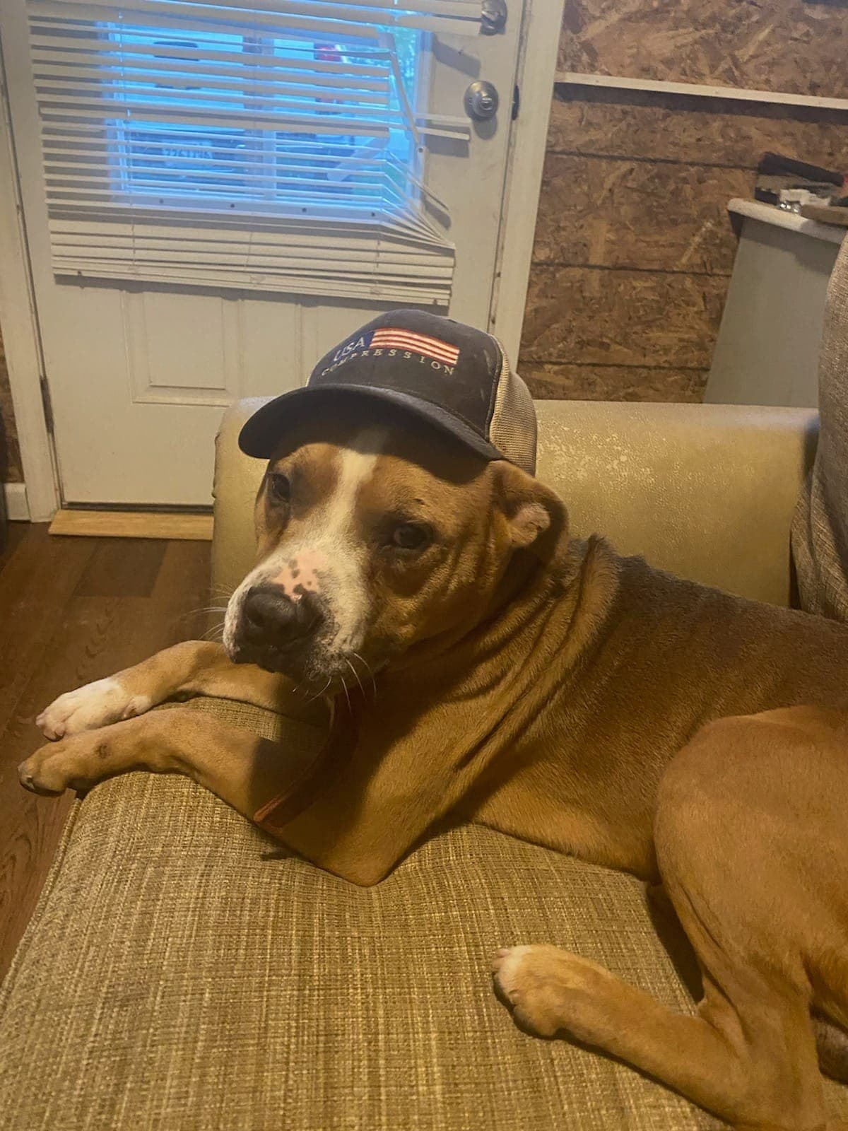 Brocho - A Total Sweetheart - American Pit Bull Terrier
