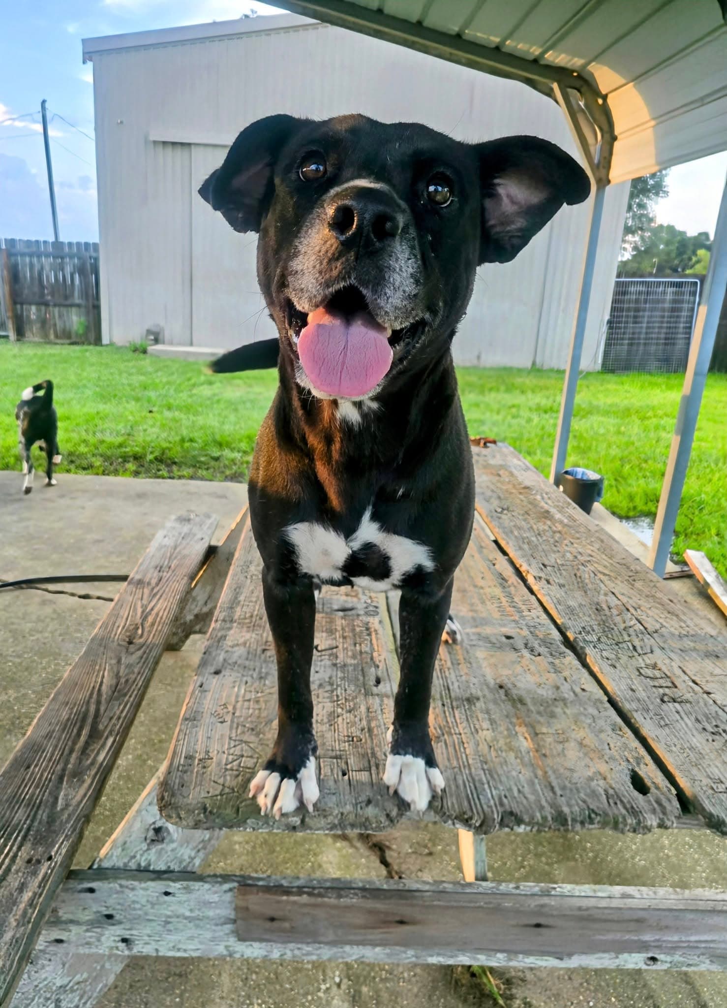 India - Sweet Soulful Girl - Labrador Retriever