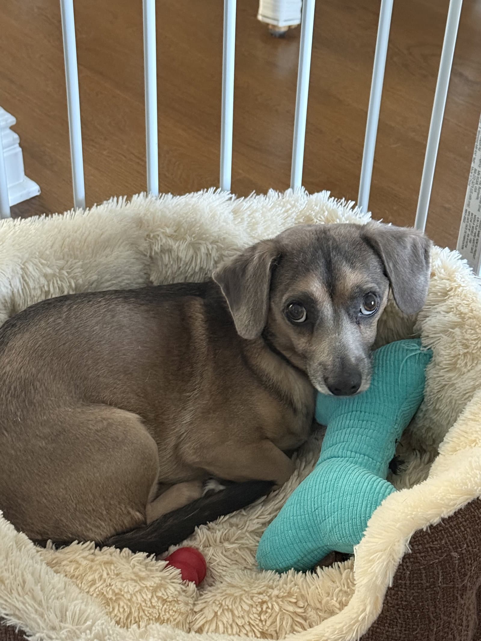 Spruce - Dachshund