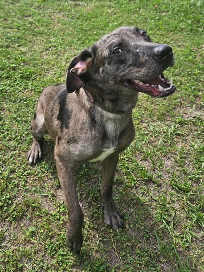 Dominic - Playful Goof - Catahoula Leopard Dog