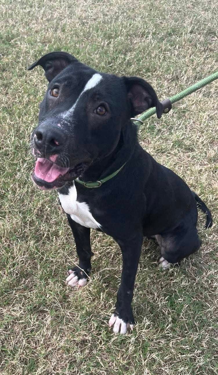 Oliver- Your Best Pal - American Pit Bull Terrier