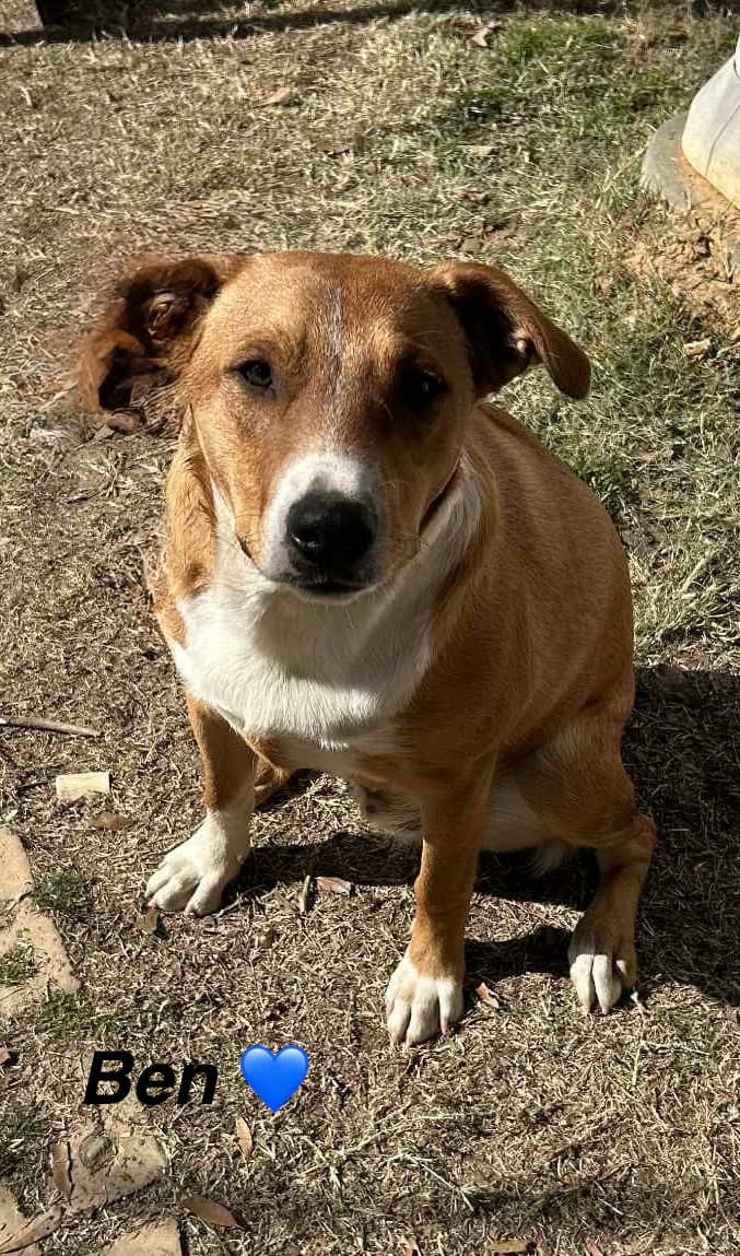 Ben - Beautiful Boy - Mountain Cur