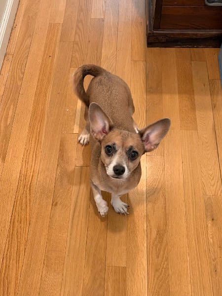 Skyla- Loving Mama - Chihuahua