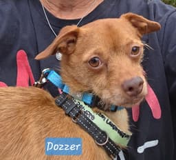 Dozzer - Does He Grab Your Heart image 4