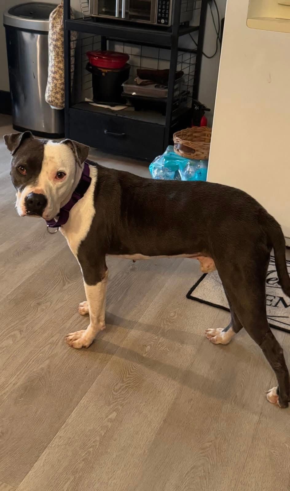 Galiano- Loves Kids - American Pit Bull Terrier