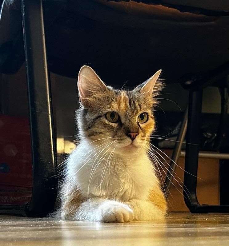 Fable - Domestic Medium Hair