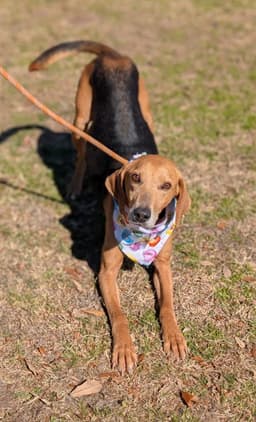Towser- Handsome Hound image 1