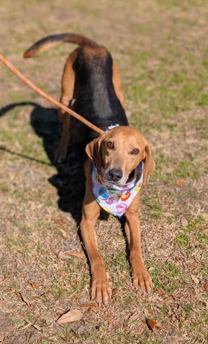 Towser- Handsome Hound - Treeing Walker Coonhound