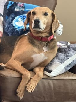 Towser- Handsome Hound image 2