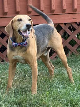 Towser- Handsome Hound image 3