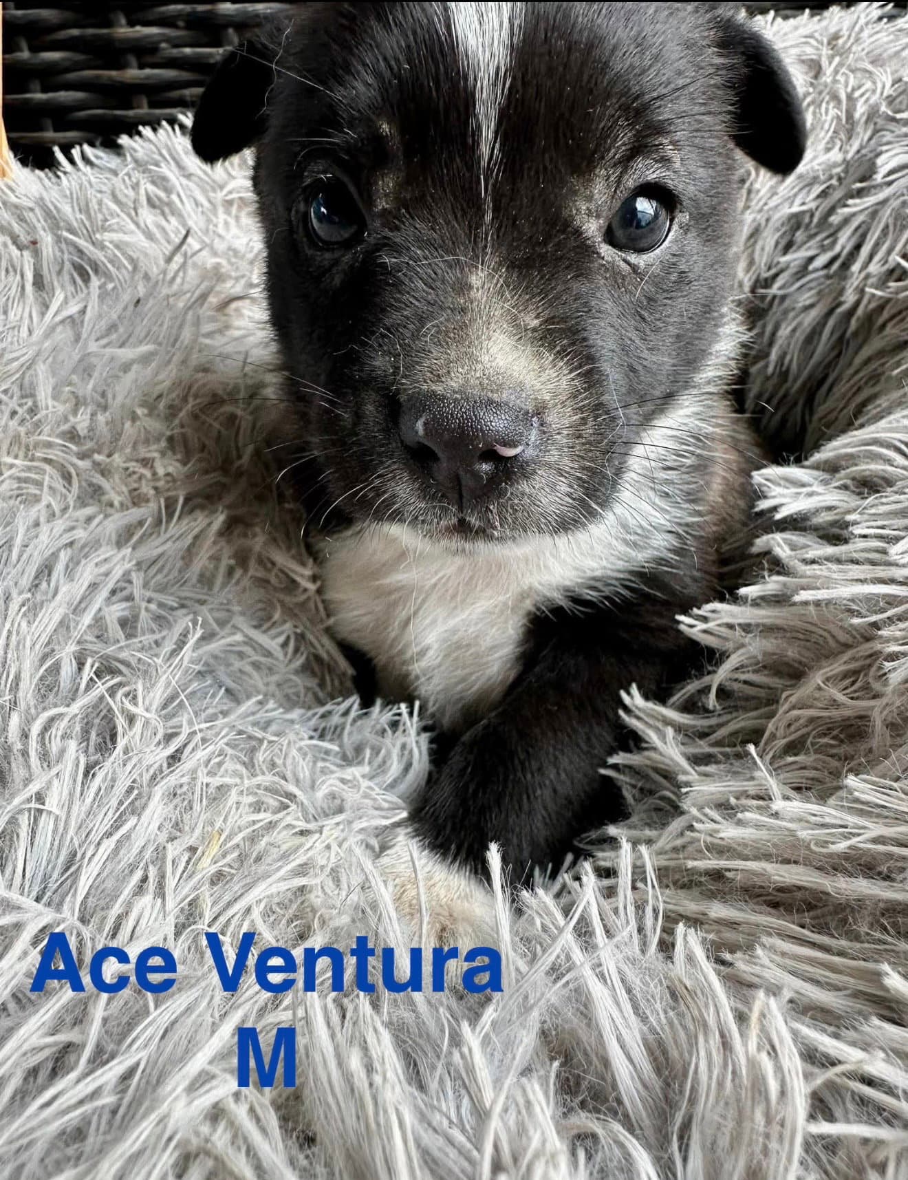Ace Ventura - Terrier