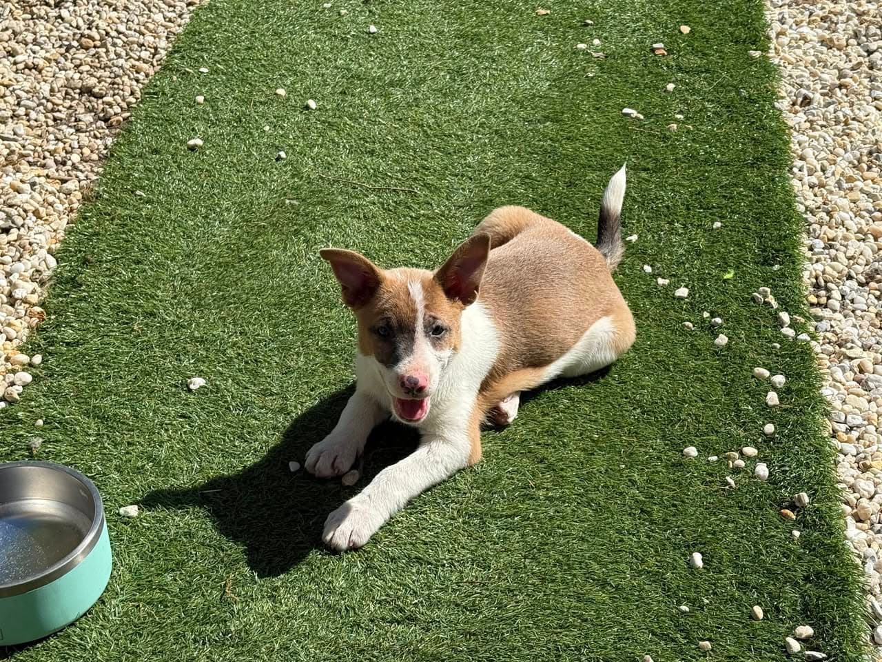 Wheezy - Terrier