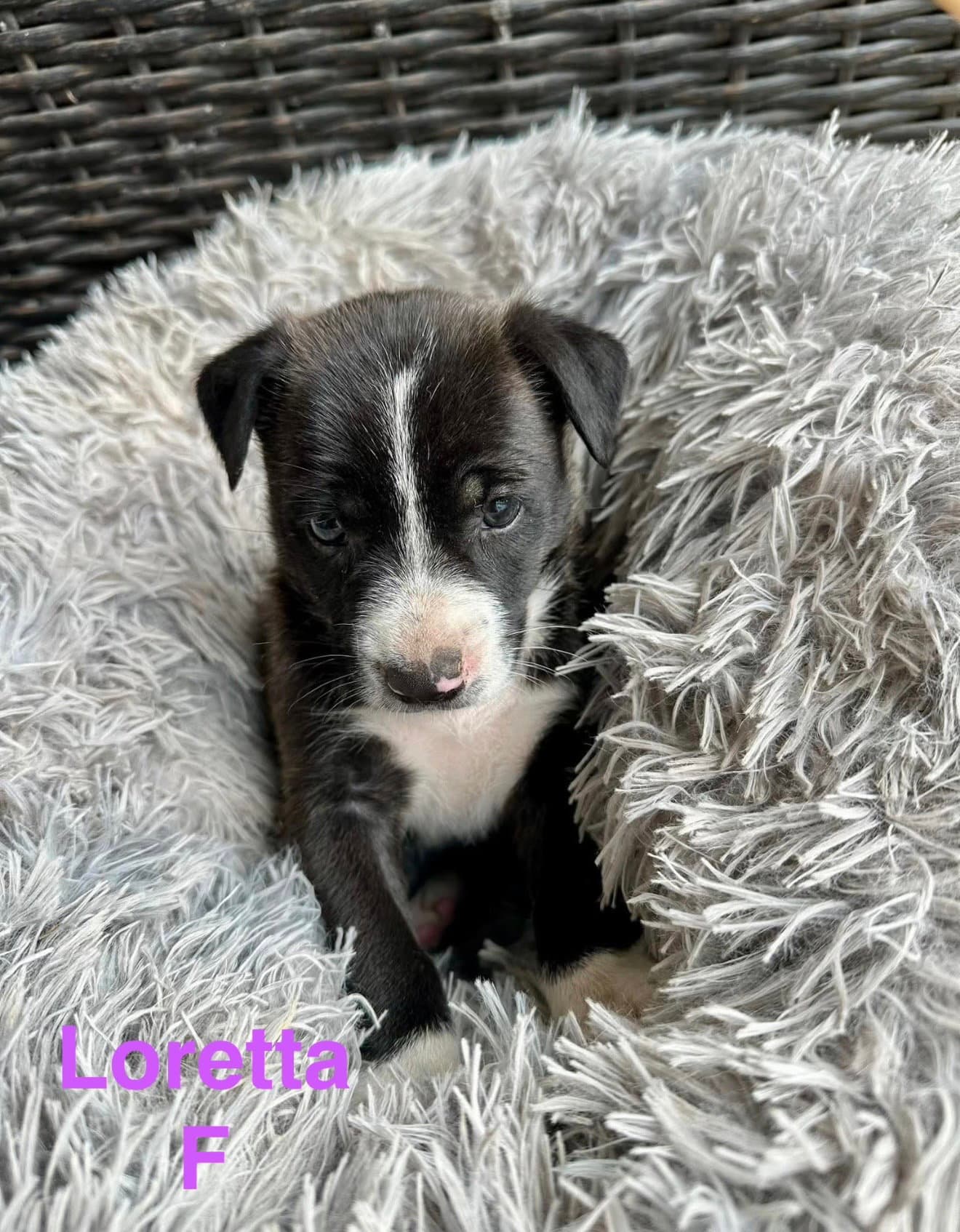 Loretta - Terrier