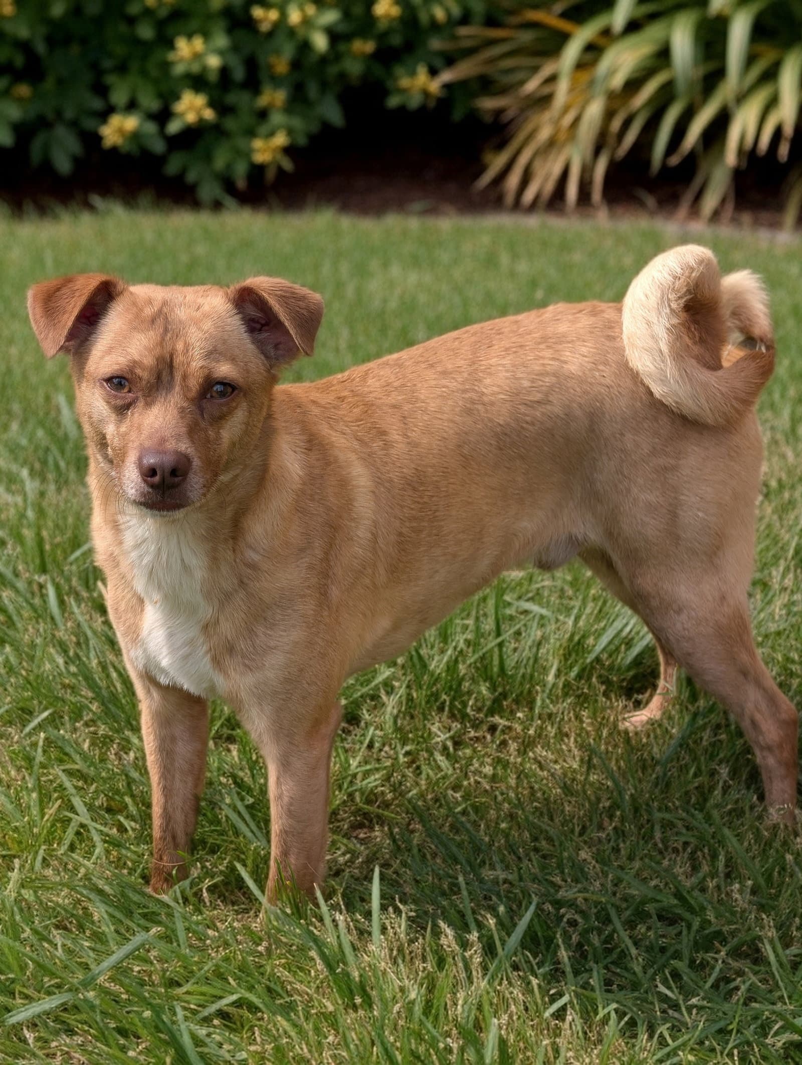 Mr Brown - Rat Terrier