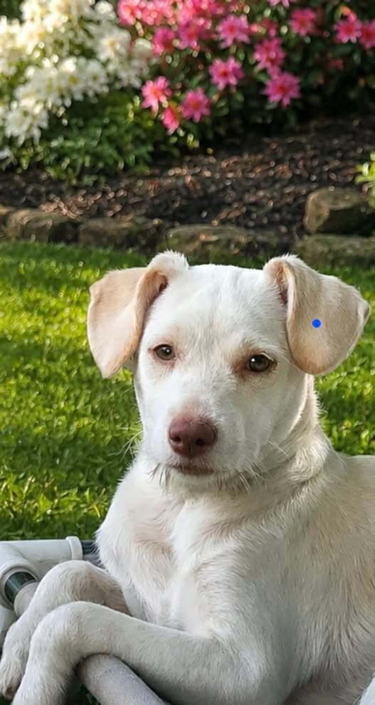 Minnie - Sweet Soul - Wirehaired Fox Terrier