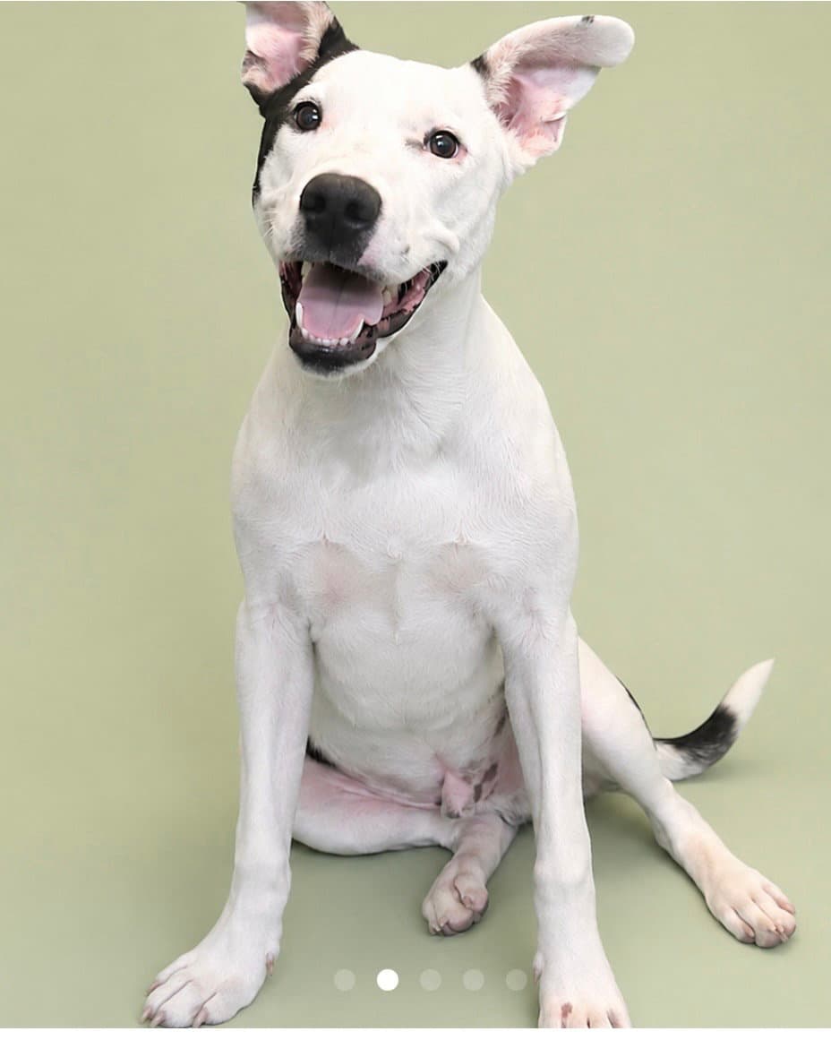 Millionaire - Cutest Ears - American Staffordshire Terrier