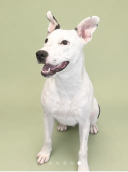 Millionaire - Cutest Ears image 3
