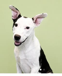Millionaire - Cutest Ears image 4