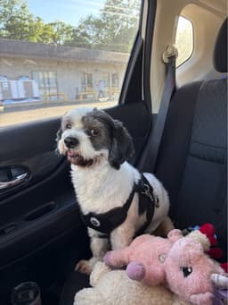 Rocky - Sweet Shih Tzu image 3