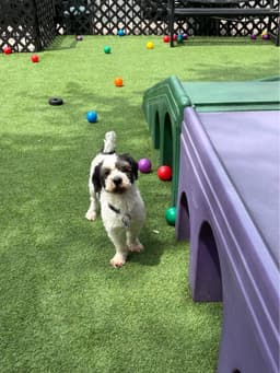 Rocky - Sweet Shih Tzu image 1