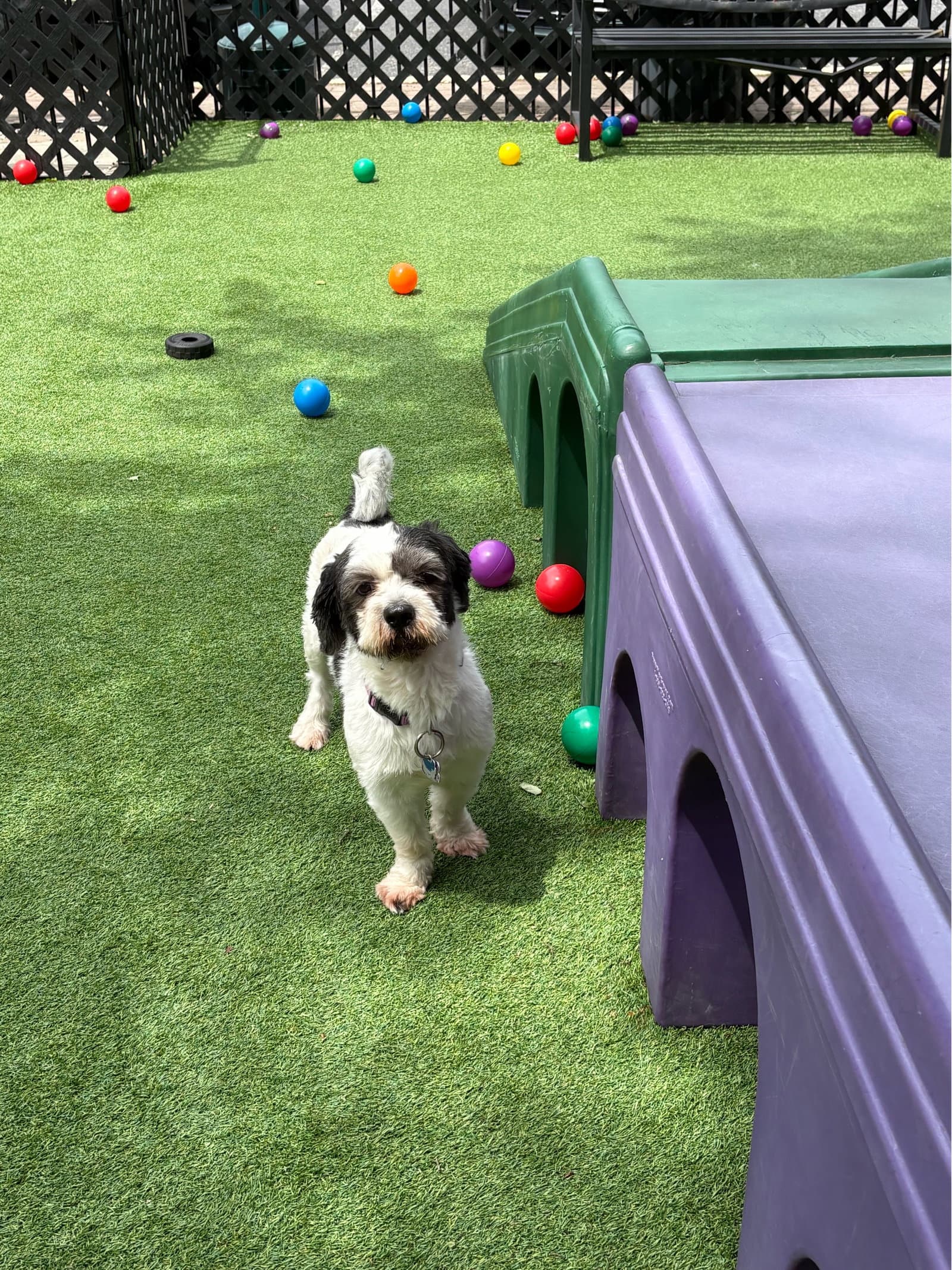Rocky - Sweet Shih Tzu - Shih Tzu