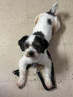 Rocky - Sweet Shih Tzu image 4