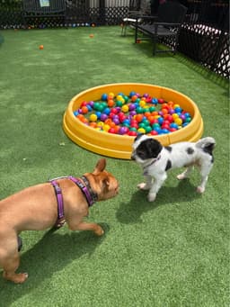Rocky - Sweet Shih Tzu image 2