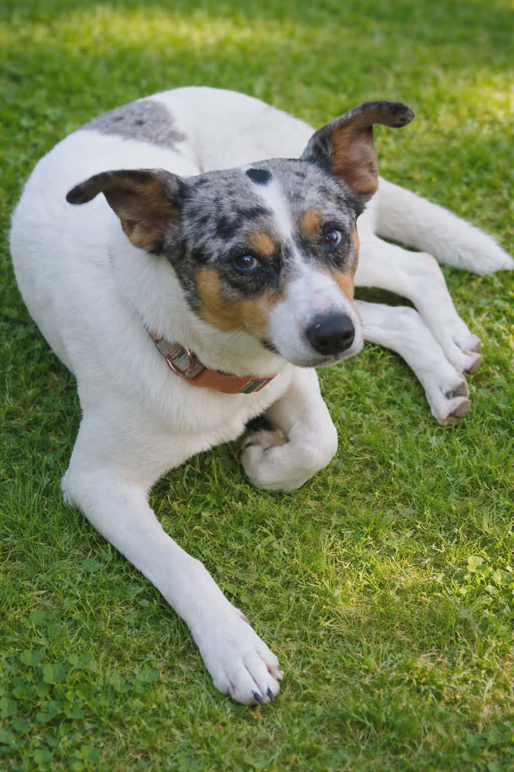 Marley - Australian Cattle Dog/Blue Heeler