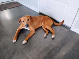 Bruno image 3